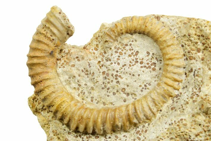 Jurassic Ammonite (Spiroceras) Fossil - Évrecy, France #367858